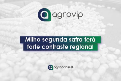 milho